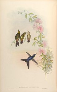 Ramphomicron microrhynchum by John Gould